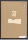 Cocconeis inconspicua Grev. (de-Toni-Nr.: Genus 40, Species 1882) Zeichnungen Sammlung Grunow Nr. 3704 (NHMW-BOT-W0371333)
